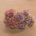 Geranio salmón-lavanda 2,5cm. 10piez
